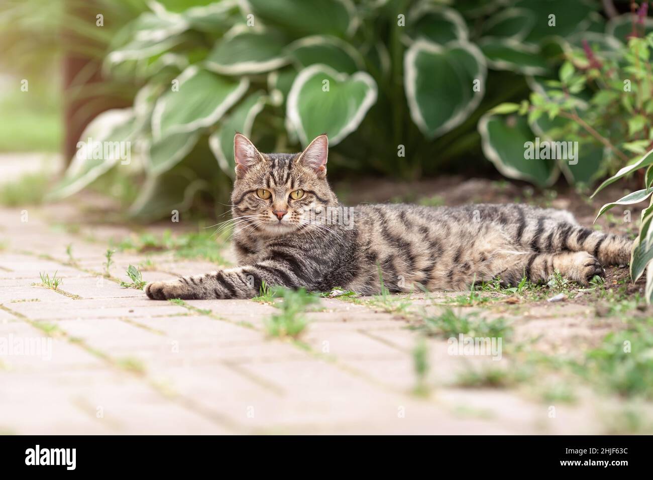 Gatto tabby domestico sdraiato all'aperto in giardino nella natura estiva Foto Stock