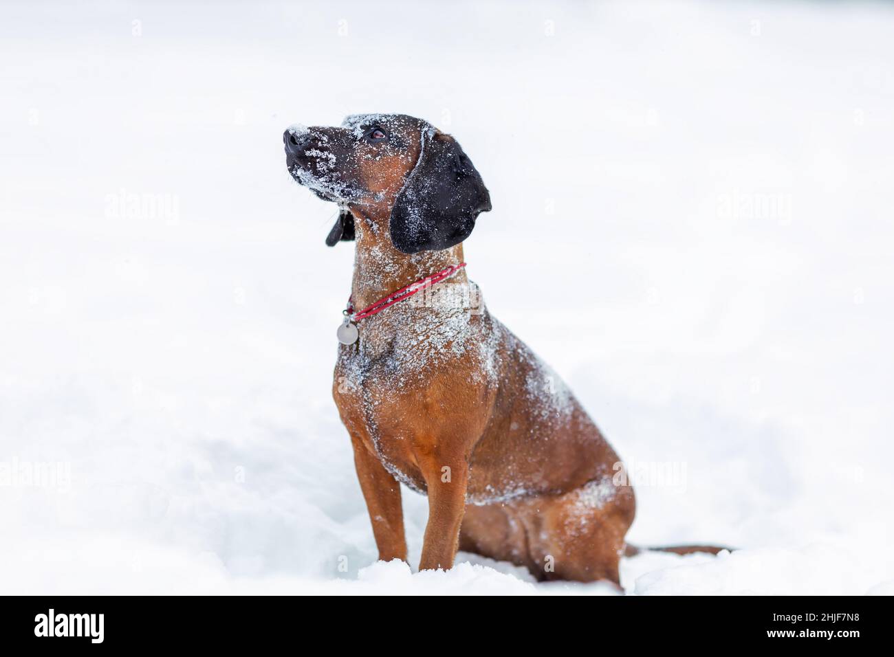 Carino cane di montagna bavarese con neve sul viso e testa seduta nella natura invernale Foto Stock