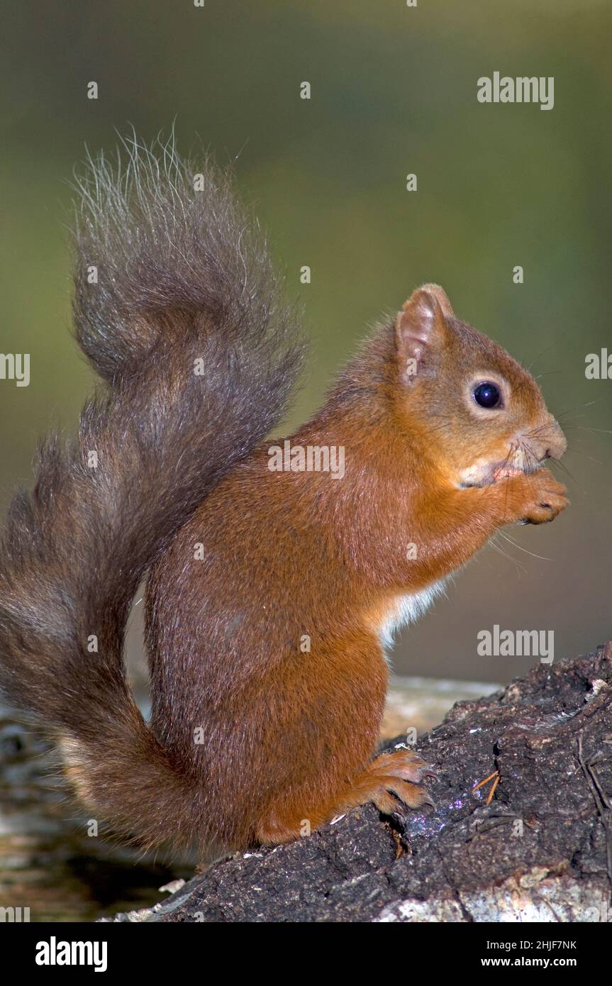 Uno scoiattolo rosso scozzese che si alimenta in una pineta di Strathspey. Foto Stock
