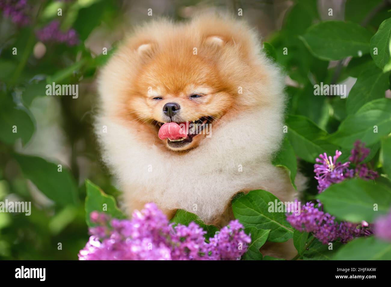 Ritratto di morbido cane felice di razza spitz pomerania sorride tra i fiori all'aperto in primavera o estate. Foto Stock