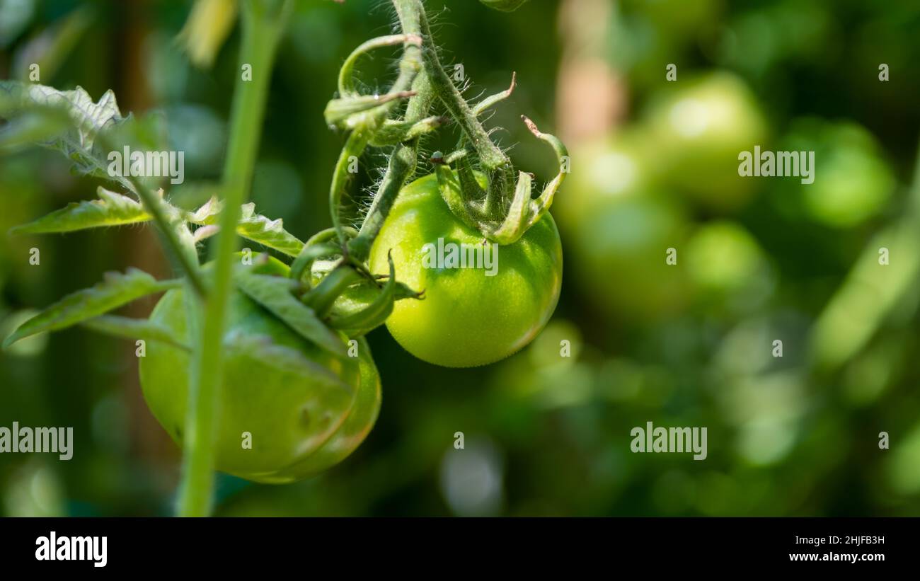 Primo piano di pomodori verdi in una casa verde, che sono ancora maturare Foto Stock