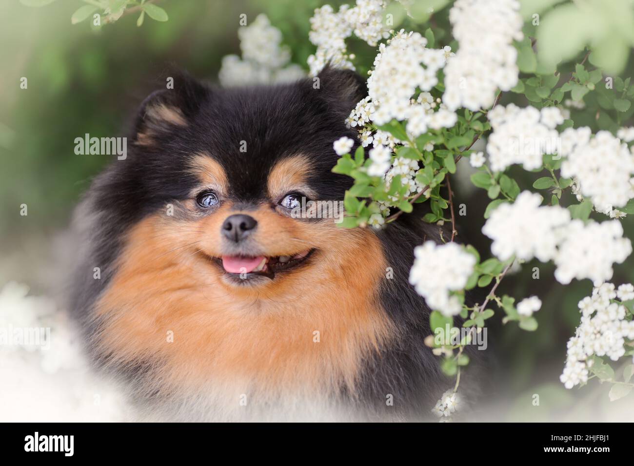 Soffice pomerania spitz cane sorridente tra fiori bianchi primavera o estate Foto Stock