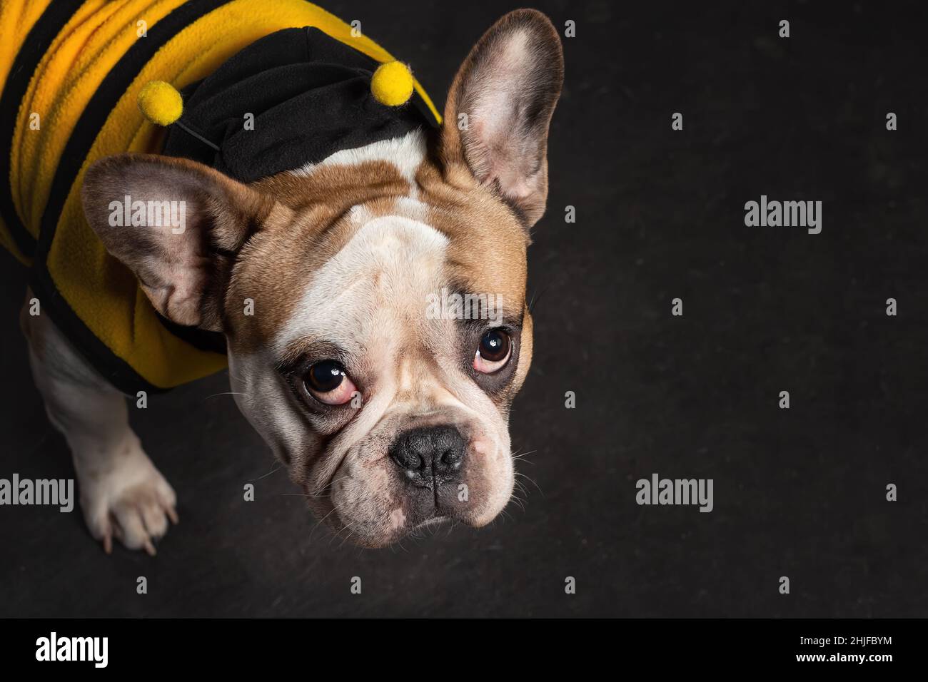 Ritratto di carino cucciolo di cane bulldog francese indossando costume d'ape su sfondo nero Foto Stock