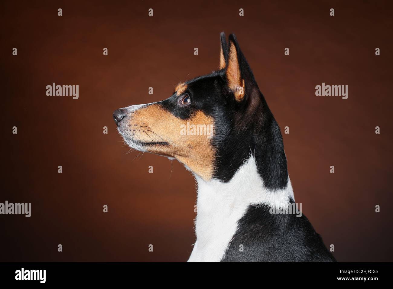 Vista ravvicinata del profilo della testa del giovane cane basenji africano su sfondo marrone. Scatto isolato in studio. Spazio di copia. Foto Stock