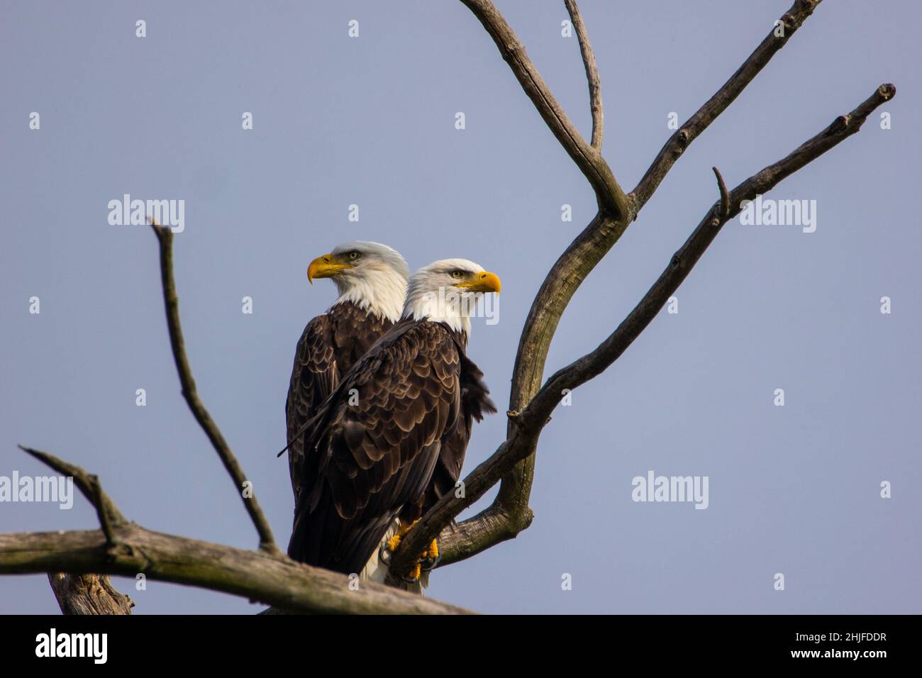 Primo piano di un'aquila nel Montezuma National Wildlife Refuge Foto Stock