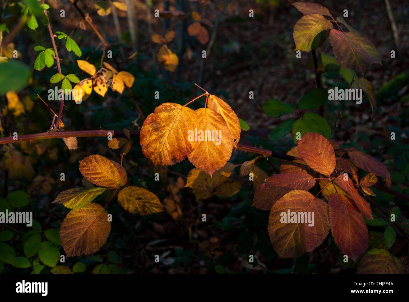 Foglie di cespuglio giallo in autunno con luce naturale del sole, Rubus, orizzontale Foto Stock