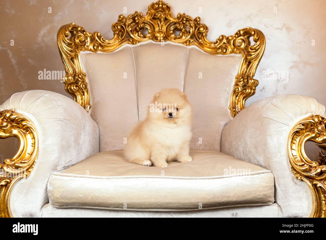 Piccolo cucciolo di Pomeranian spitz cane seduto su una poltrona dorata nel palazzo reale Foto Stock