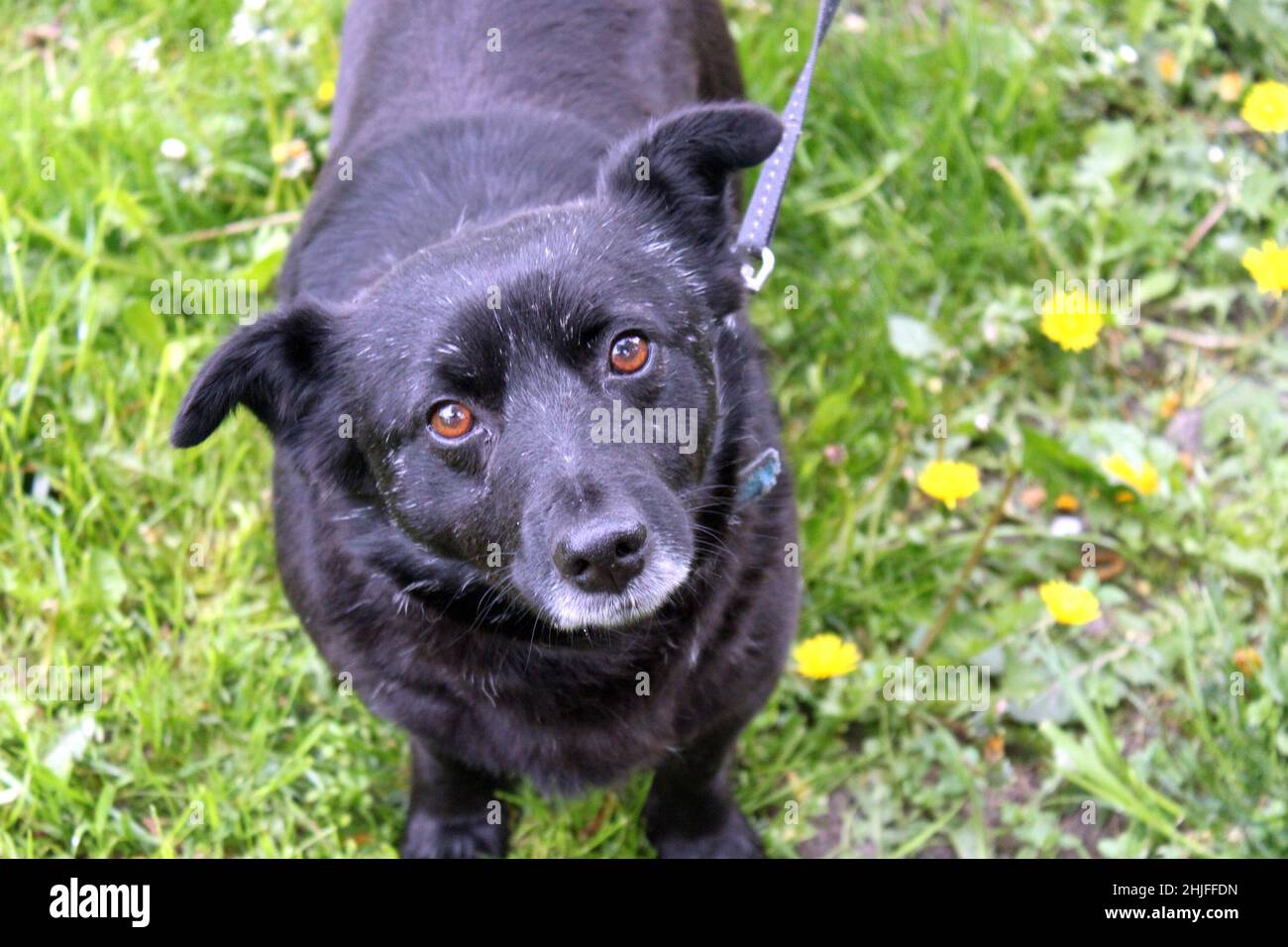 Ritratto di un cane nero (mongrel) su uno sfondo di fiori gialli in fiore (dente di leone) e l'erba. Foto Stock