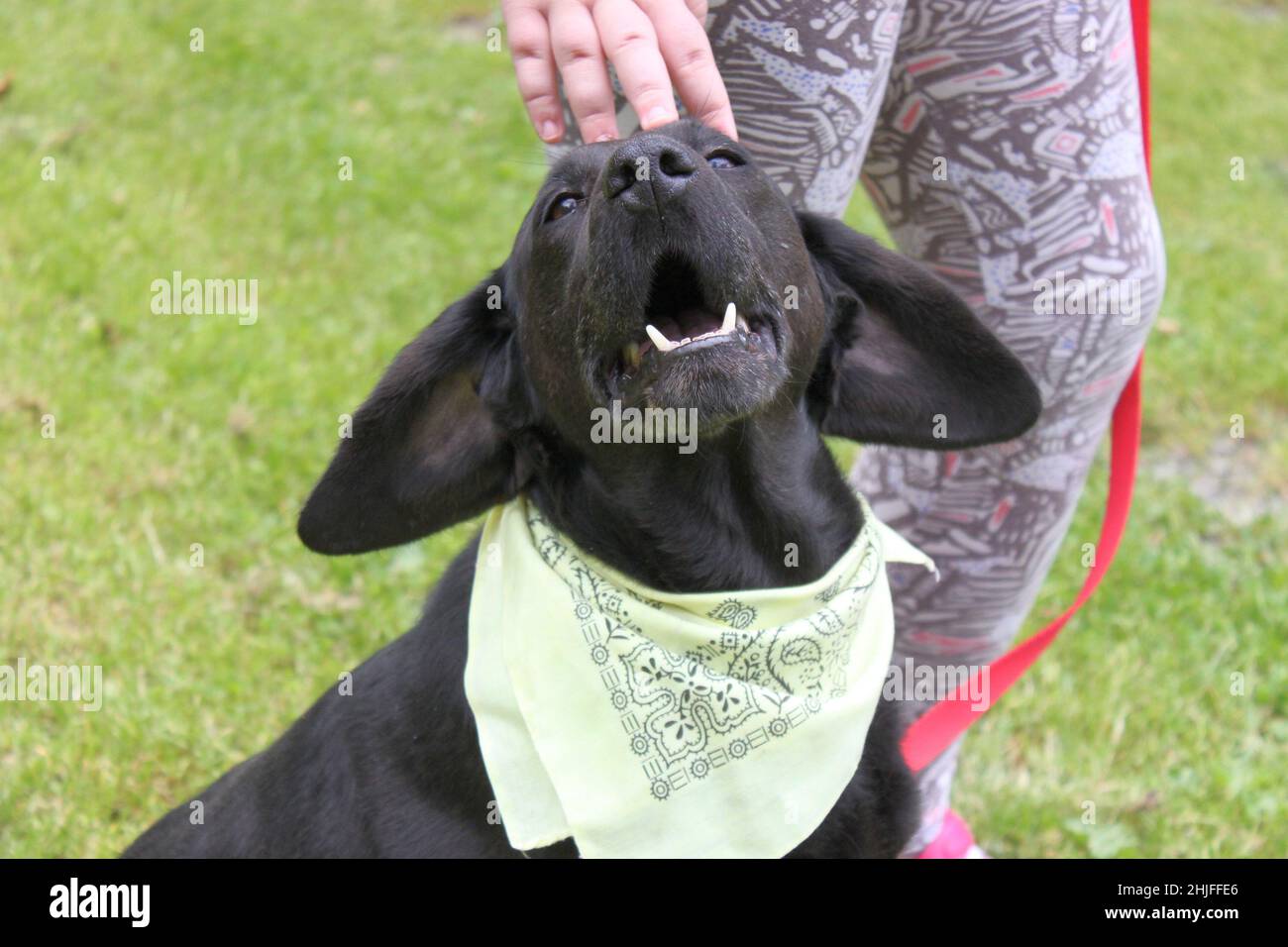 Un cane con grandi orecchie divertenti accanto ad un essere umano. Il cane da caccia nero chiede attenzione e stroking alzando la testa, e le sue lunghe orecchie sembrano divertenti. Foto Stock
