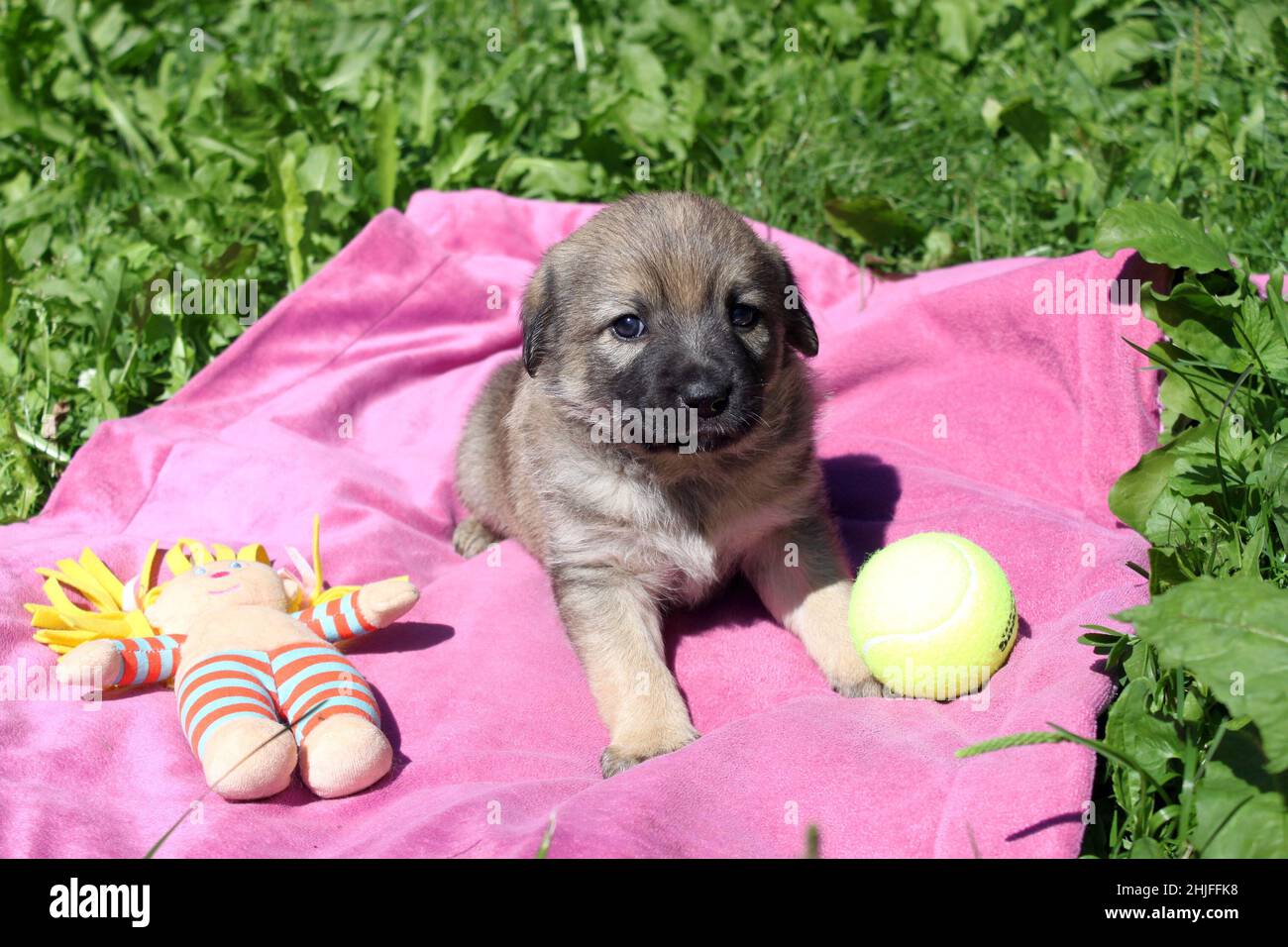 Ritratto di un dolce puppy marrone. Un giorno crescerà in un cane grande. Sullo sfondo c'è una coperta rosa e verde erba e giocattoli. Foto Stock