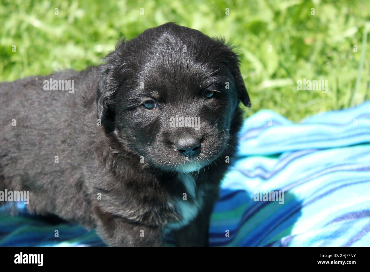 Ritratto di un dolce cucciolo nero. Un giorno crescerà in un cane grande. Sullo sfondo è una coperta blu e verde erba e giocattoli. Foto Stock
