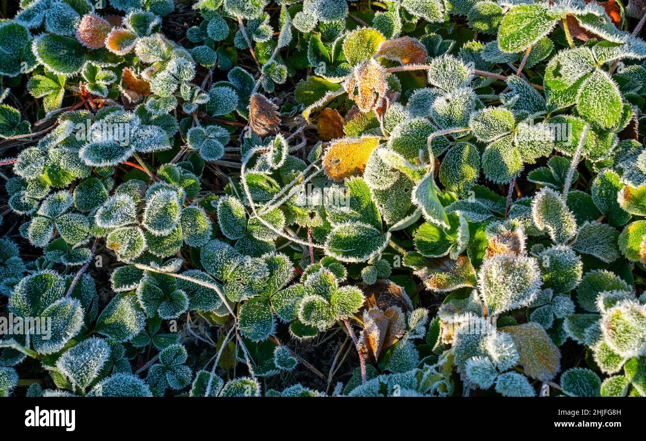 Primo piano delle foglie di fragola stagionate in un giardino (Fragaria) Foto Stock