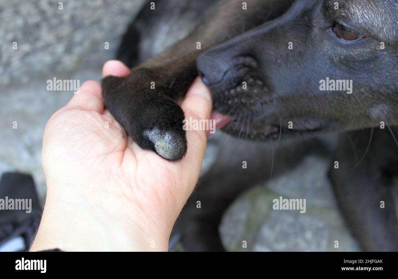 Il cane salvato dalle lancette purtroppo ha perso una parte della sua zampa. Questo è come guarito moncone ora, tenuto sulla sua mano. Il cane salvato lecca la mano Foto Stock
