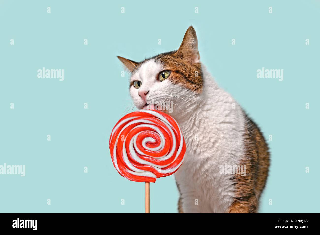 Divertente gatto tabby che lecca un Lollipop rosso su sfondo verde. Immagine orizzontale con spazio di copia. Foto Stock