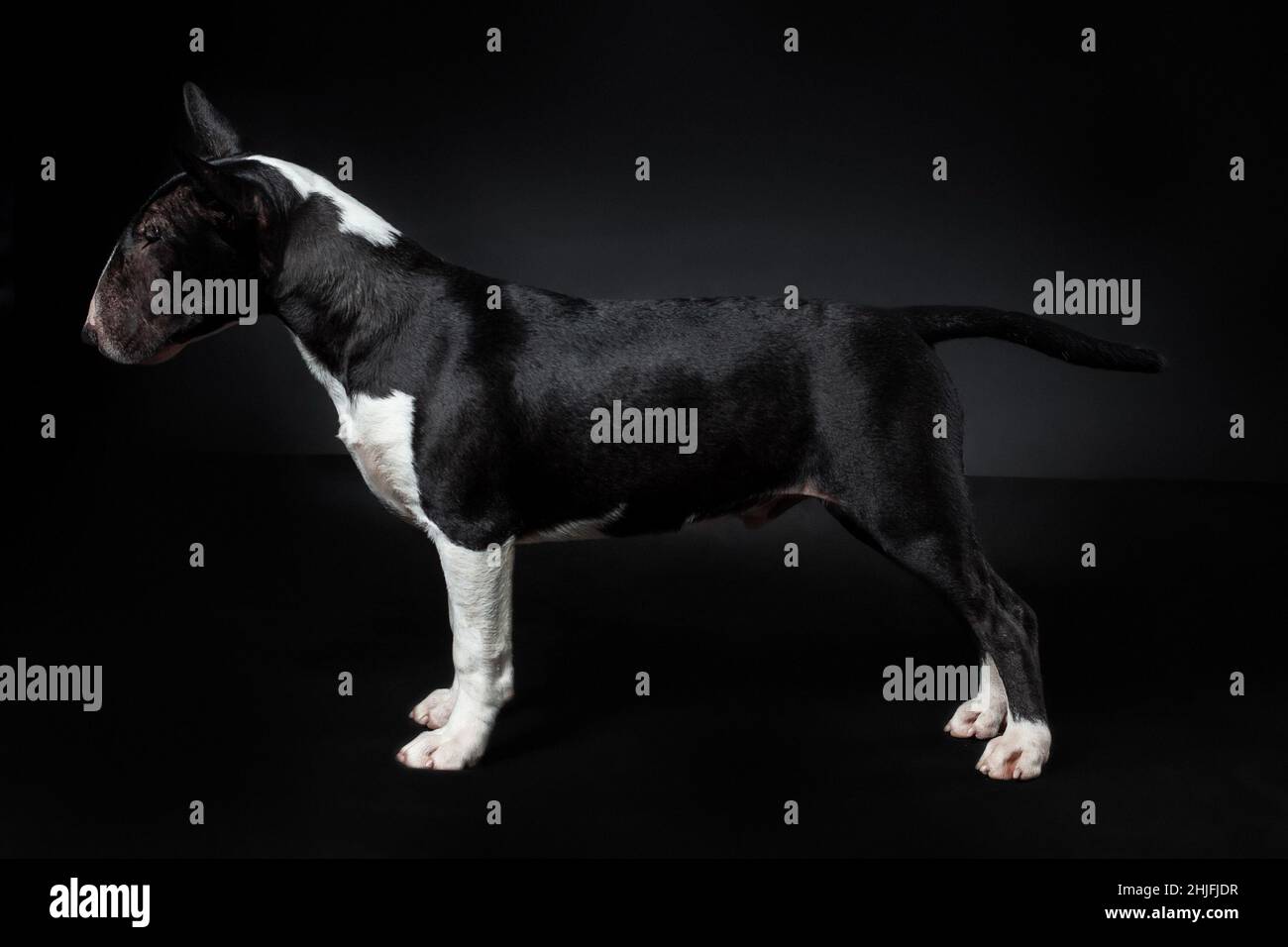 Cane maschio di razza nera e bianca in miniatura di toro terrier isolato su sfondo nero. Vista del profilo Foto Stock