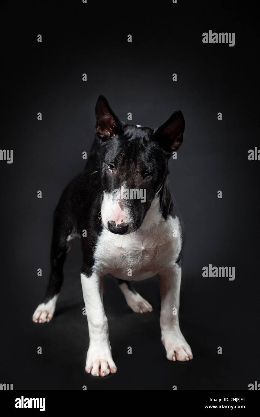 Ritratto di cane maschio di miniatura toro terrier razza di colore bianco e nero in piedi isolato su sfondo nero. Vista frontale Foto Stock