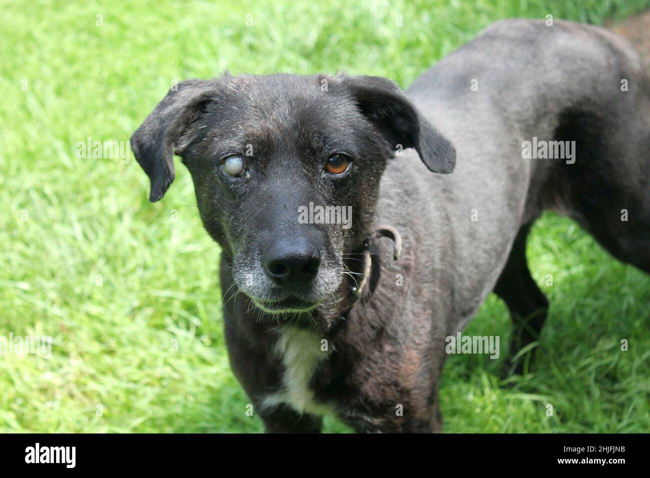 Ritratto di un vecchio cane nero con un occhio bianco sullo sfondo di erba verde. Foto Stock