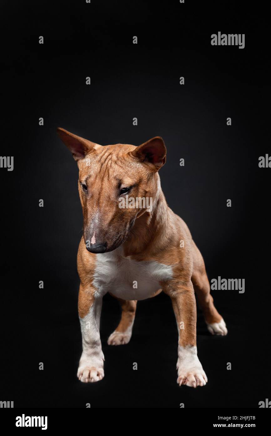 Ritratto di carino cucciolo femmina cane di miniatura toro terrier razza di colore rosso in piedi isolato su sfondo nero. Vista frontale Foto Stock