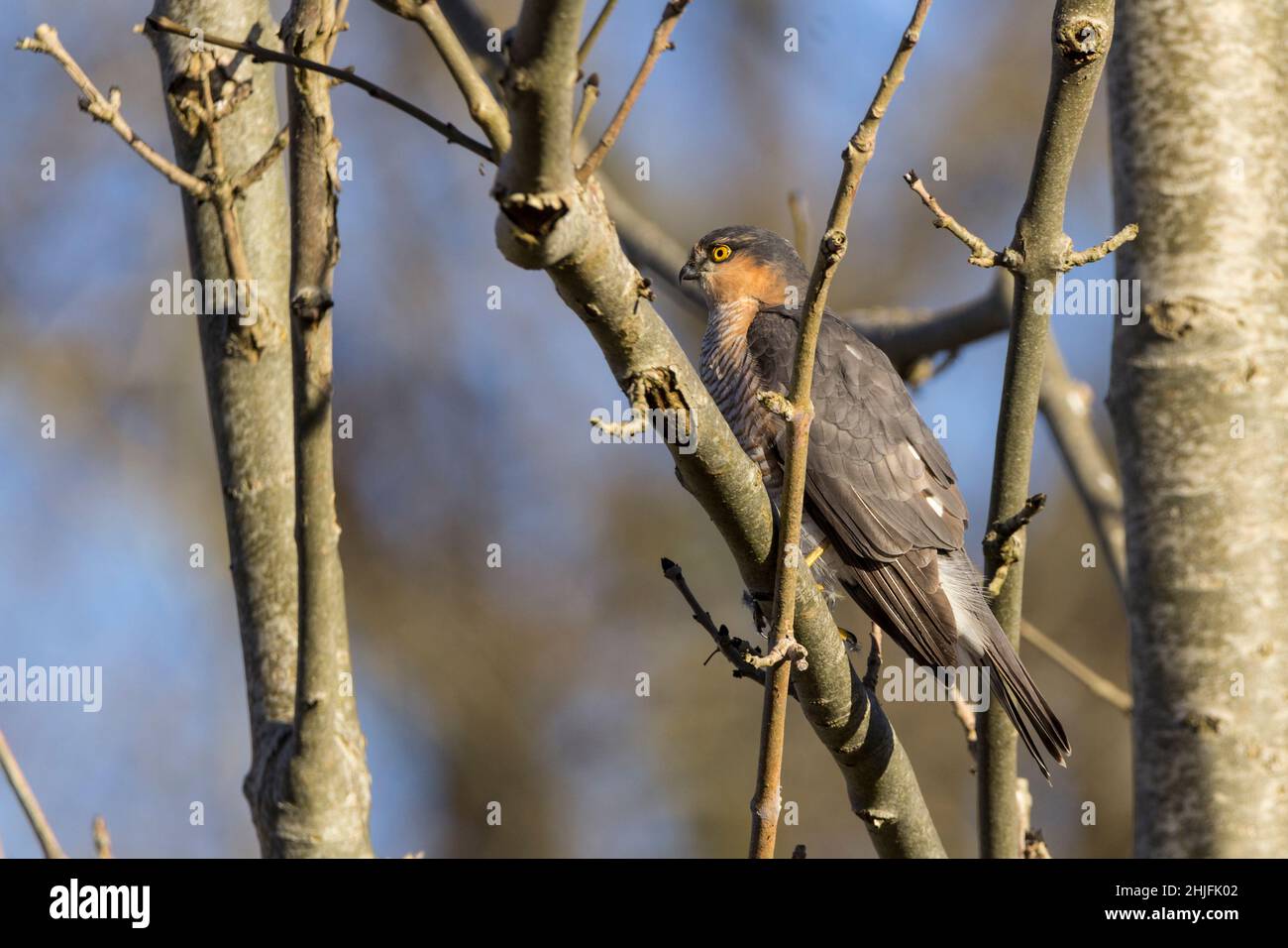 Sparrowhawk (Accipiter nisus) maschio con coda lunga barrata blu parte superiore grigia barrata rosso parti inferiori marrone rossastro occhi gialli e gambe becco a gancio grigio Foto Stock