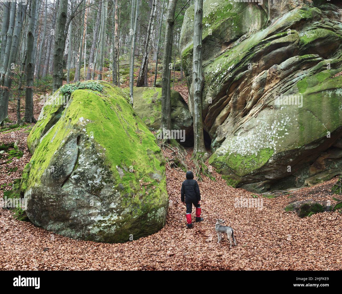 L'uomo cammina con il suo cane. Paesaggio di primavera nel bosco di faggio. Splendide rocce coperte di muschio. La bellezza della natura. Carpazi, Ucraina, Europa Foto Stock