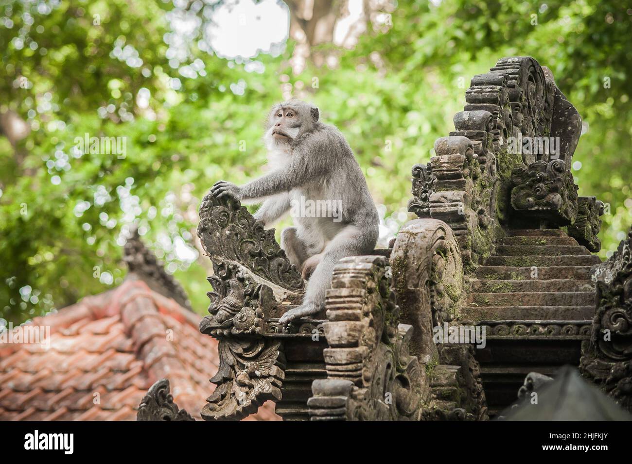 Scimmia alpha maschile seduta sul tempio e domina nella foresta sacra delle scimmie. Ubud, Bali, Indonesia Foto Stock