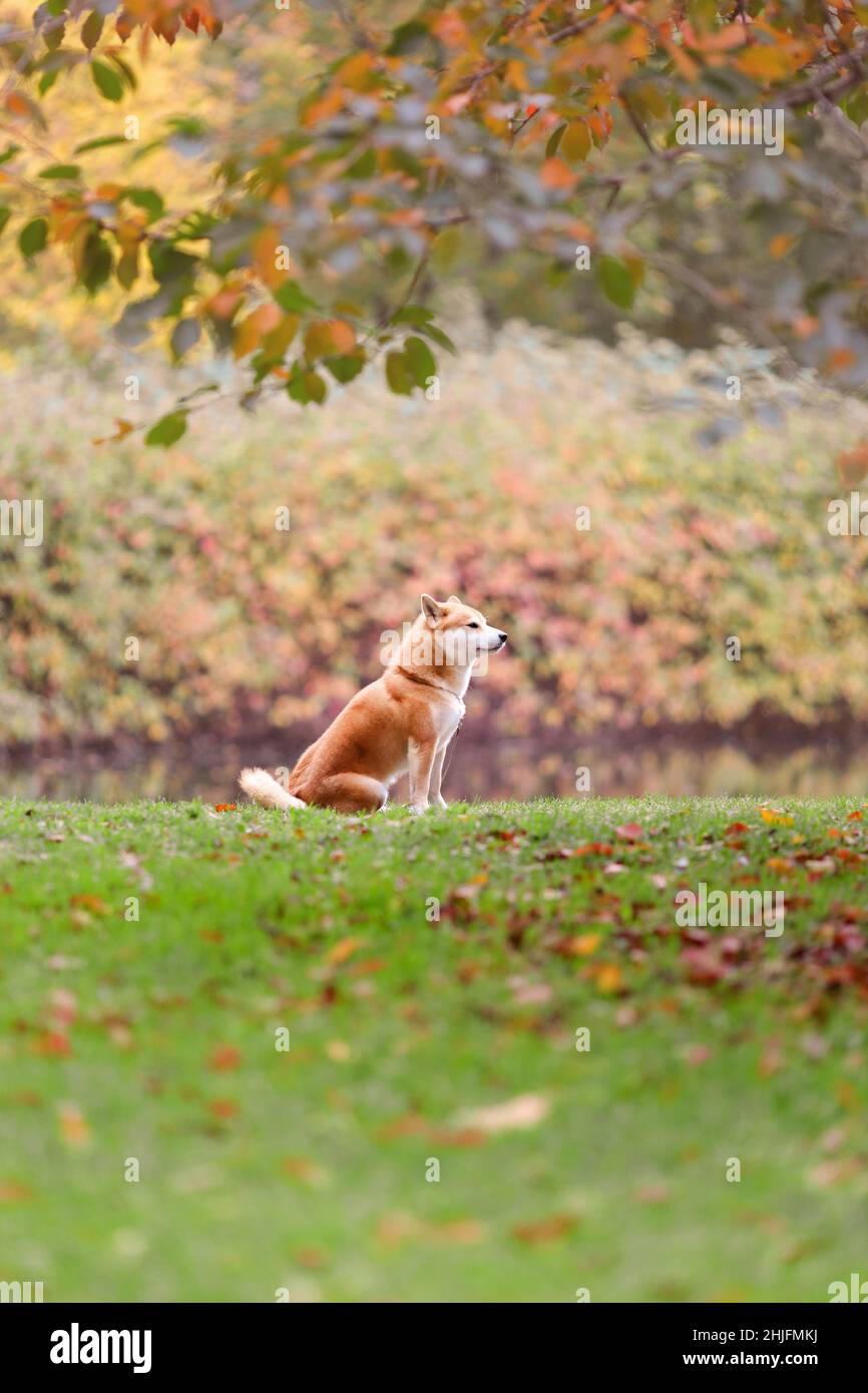 Cane solitario di shiba inu razza seduta e in attesa di proprietario in natura in autunno Foto Stock
