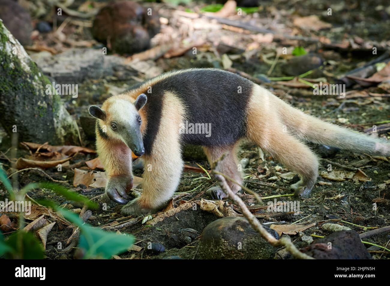 Anteater o tamandua settentrionale (Tamandua mexicana), Parco Nazionale di Corcovado, Penisola di Osa, Costa Rica, America Centrale Foto Stock