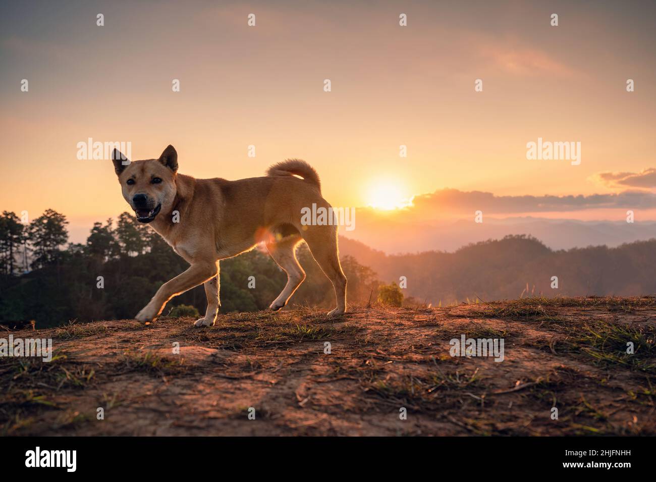 Cane locale domestico godendo sulla collina al tramonto Foto Stock