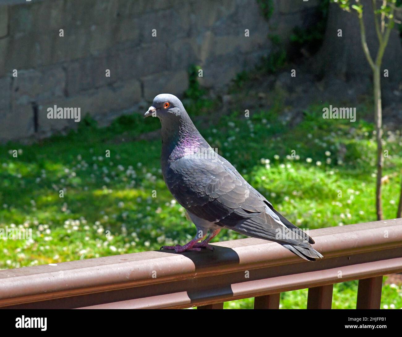 Primo piano di una colomba, Piccione comune. Con sfondo sfocato seduto su una recinzione. Foto Stock