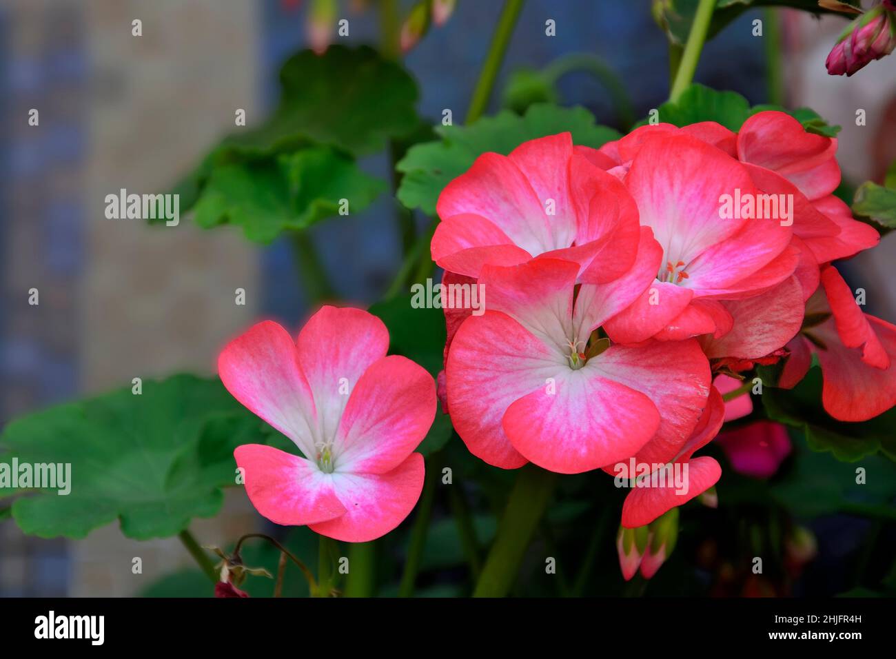Rosa brillante geranio Pelargomium fiore primo piano su sfondo sfocato. Sfondo floreale primavera o estate. Piante ornamentali da fiore - floricoltura Foto Stock