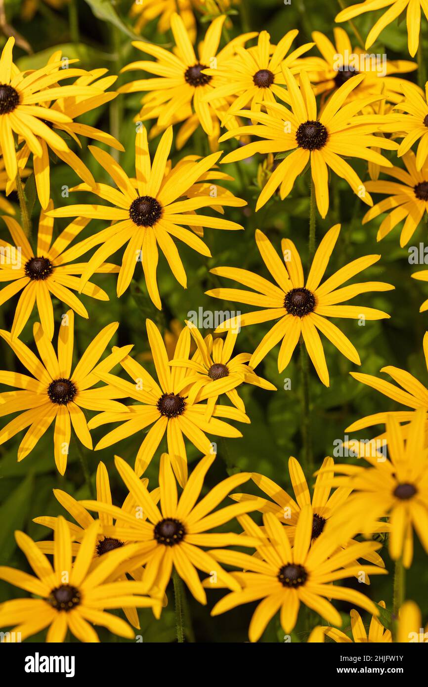 Primo piano di Susan con occhi gialli neri brillanti - Rudbeckia fulgida var. Deamii| - il coniflower di Deam fiorito a settembre in un giardino nel Regno Unito Foto Stock