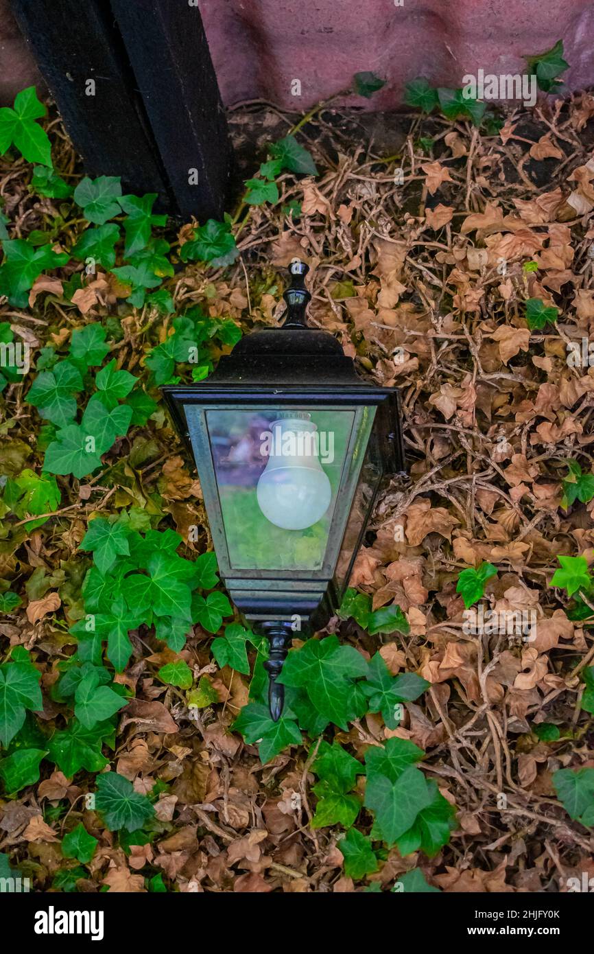 Lampada gettata in foglie secche e verdi Foto Stock