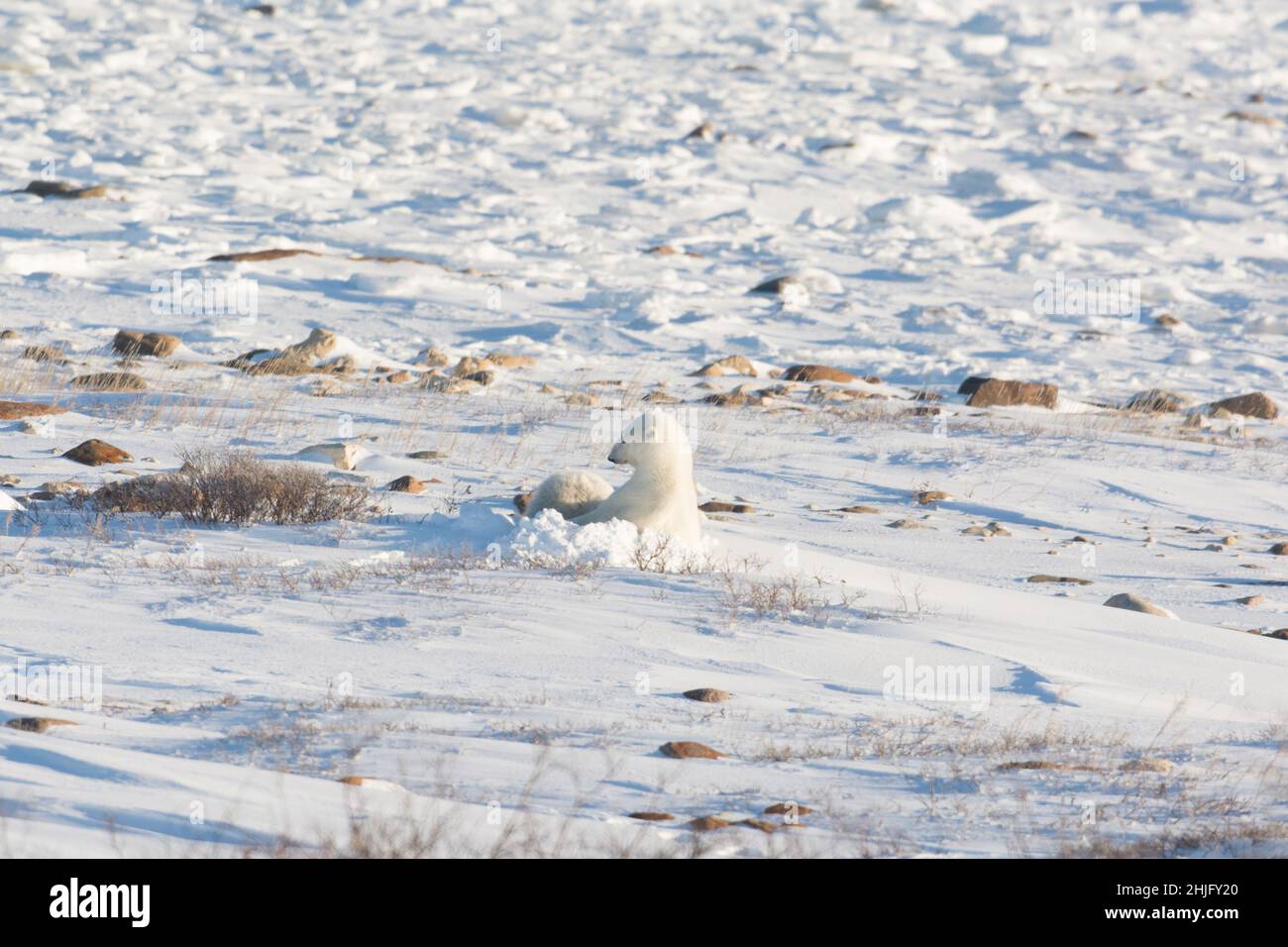 L'orso polare femminile si assottigliò e allattò un cucciolo lungo la riva della baia di Hudson vicino a Churchill, Manitoba Foto Stock