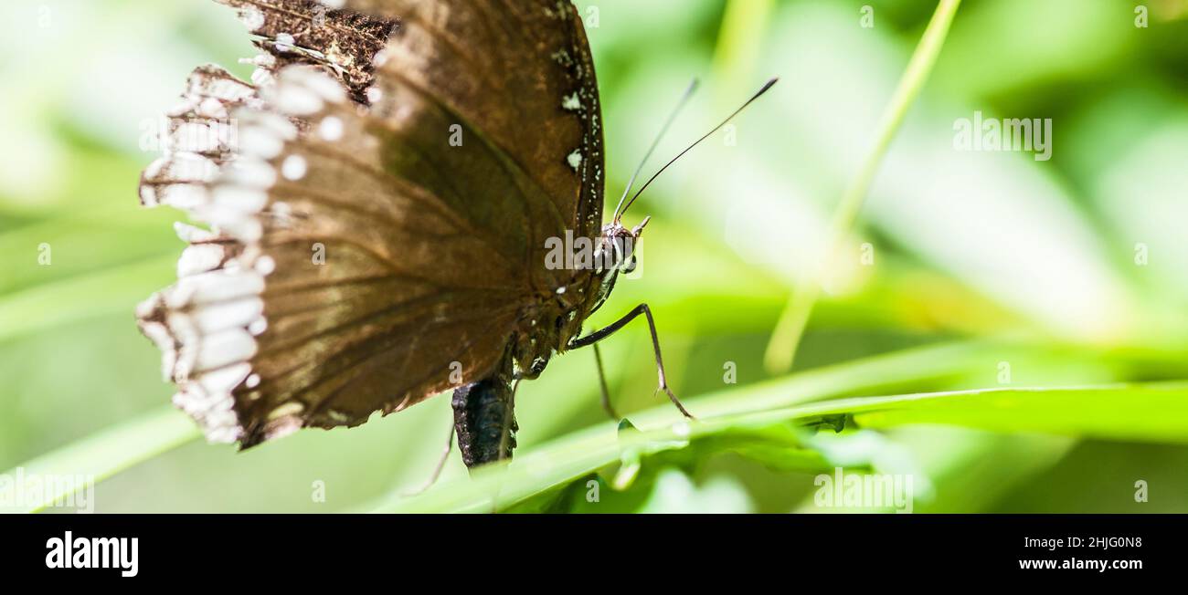 Bella farfalla marrone seduta su pianta su sfondo sfocato. Spazio di copia. Primo piano Foto Stock