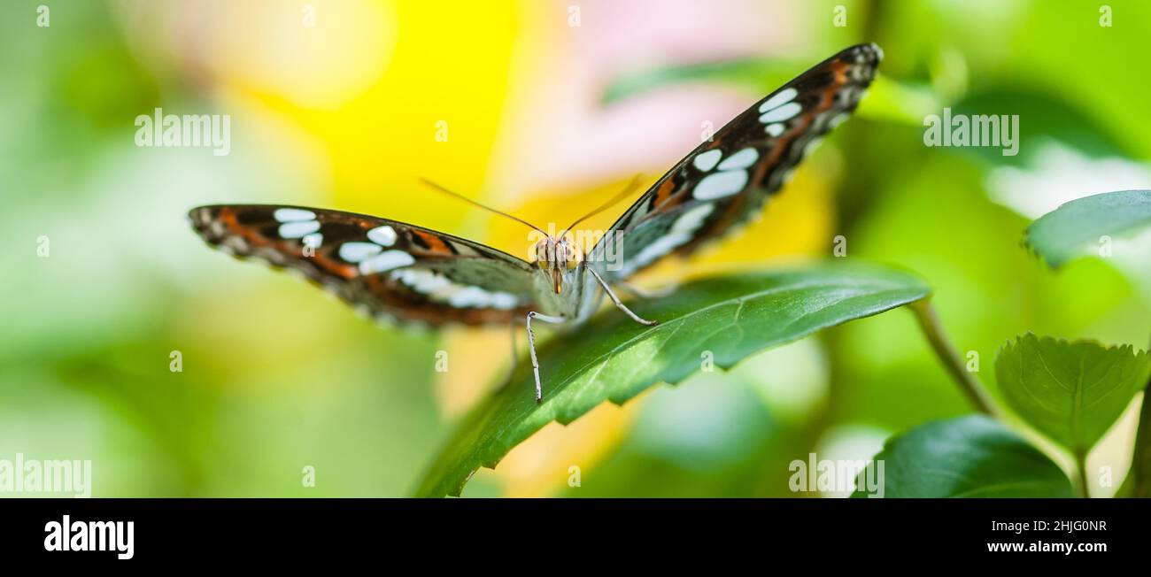 Bella farfalla marrone seduta su pianta su sfondo sfocato. Spazio di copia. Primo piano Foto Stock