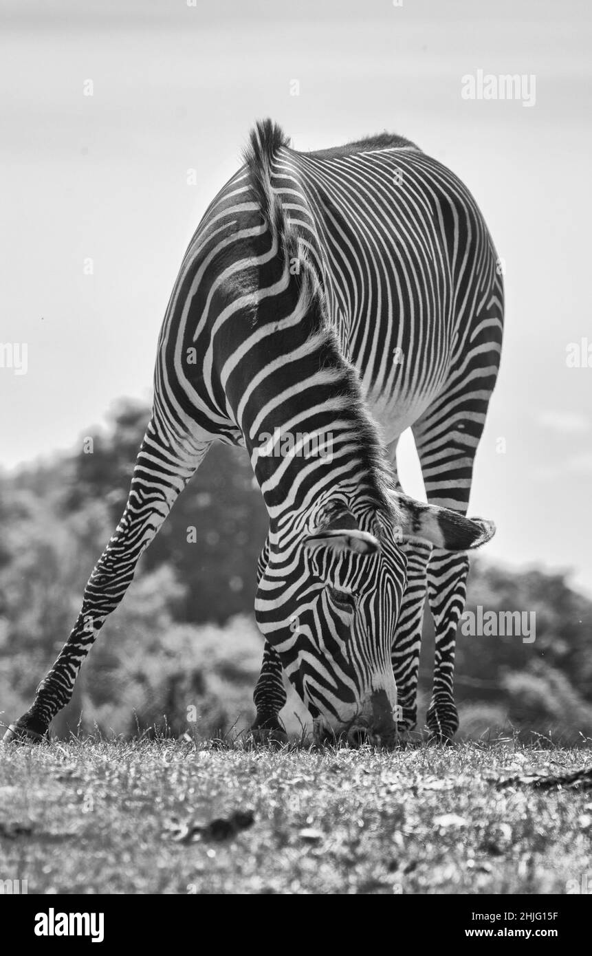 zebra animale testa giù mangiare erba in bianco e nero Foto Stock