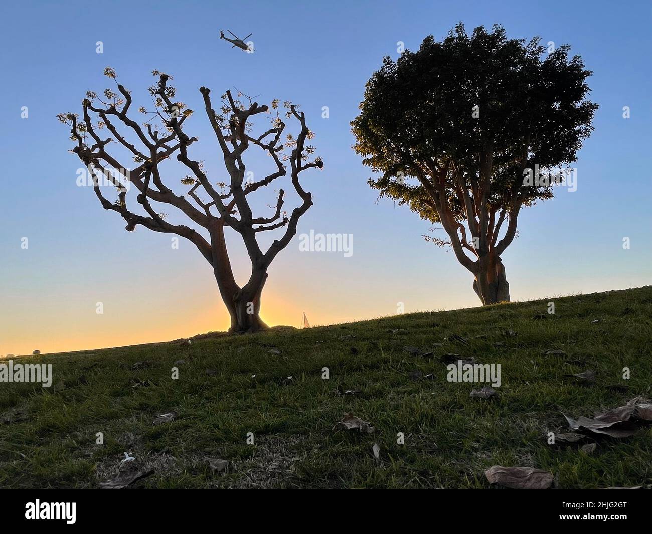 San Diego, California, Stati Uniti. 06th Jan 2022. Un elicottero vola sugli alberi di corallo all'Embarcadero Marina Park al tramonto il 6 gennaio 2022, a San Diego, California. (Credit Image: © David Becker/ZUMA Press Wire) Foto Stock