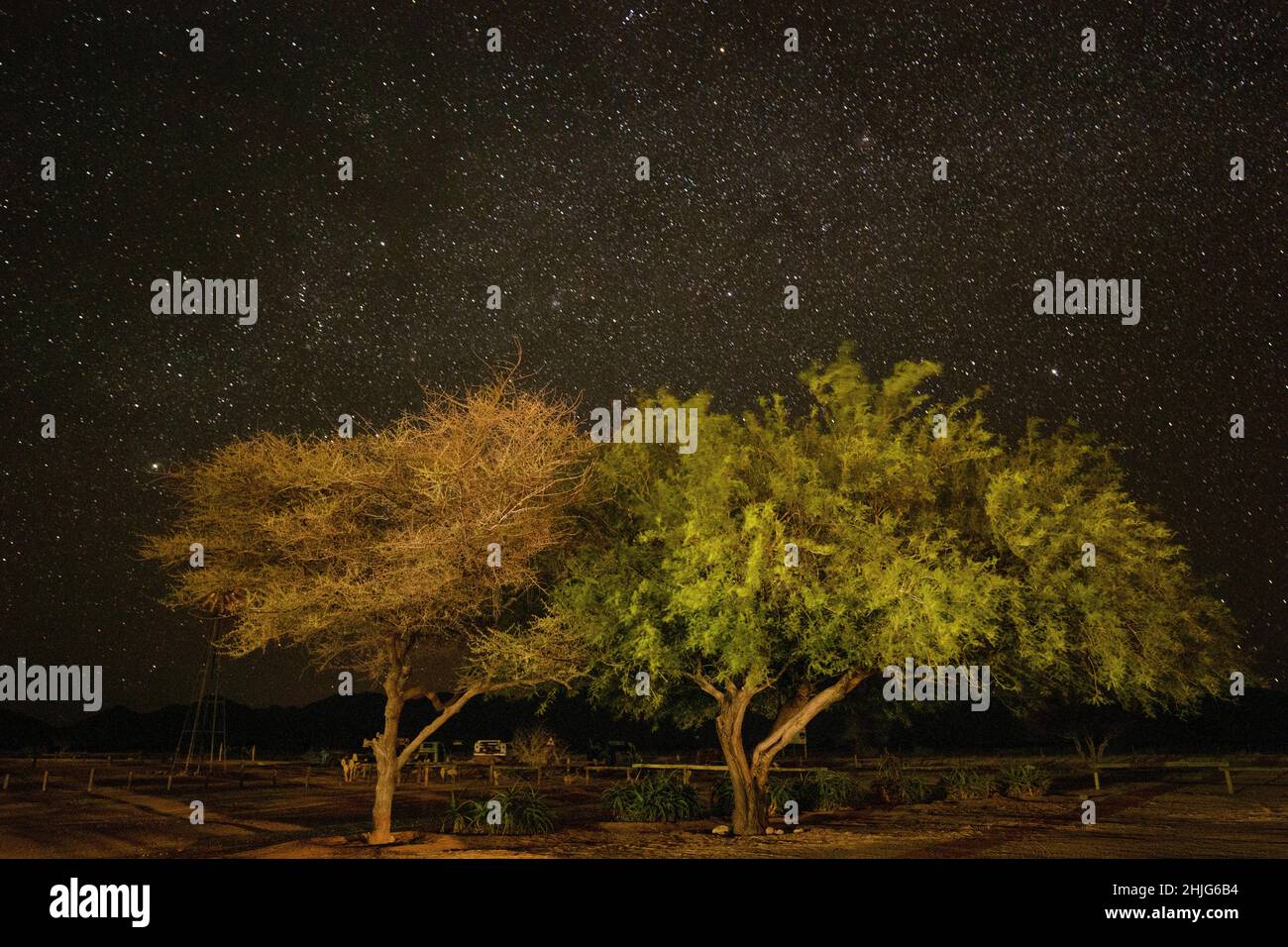 Notte stellata e alberi, Solitaire, Namibia Foto Stock