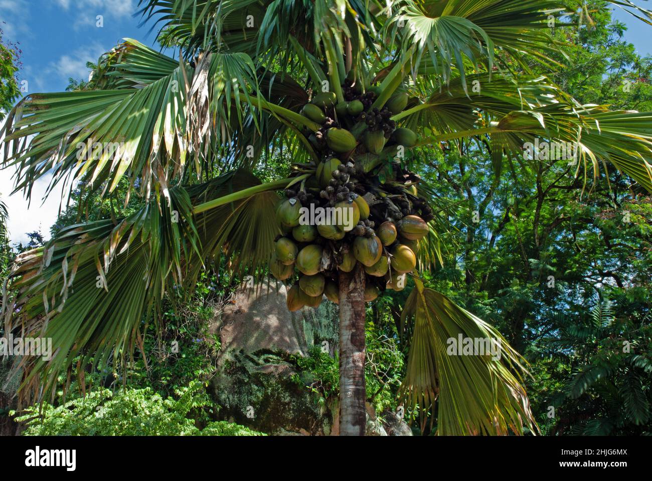 Lodoicea maldivica (coco de mer) è una specie di palma endemica delle isole di Praslin e Curieuse delle Seychelles. Si verifica nella foresta pluviale. Foto Stock