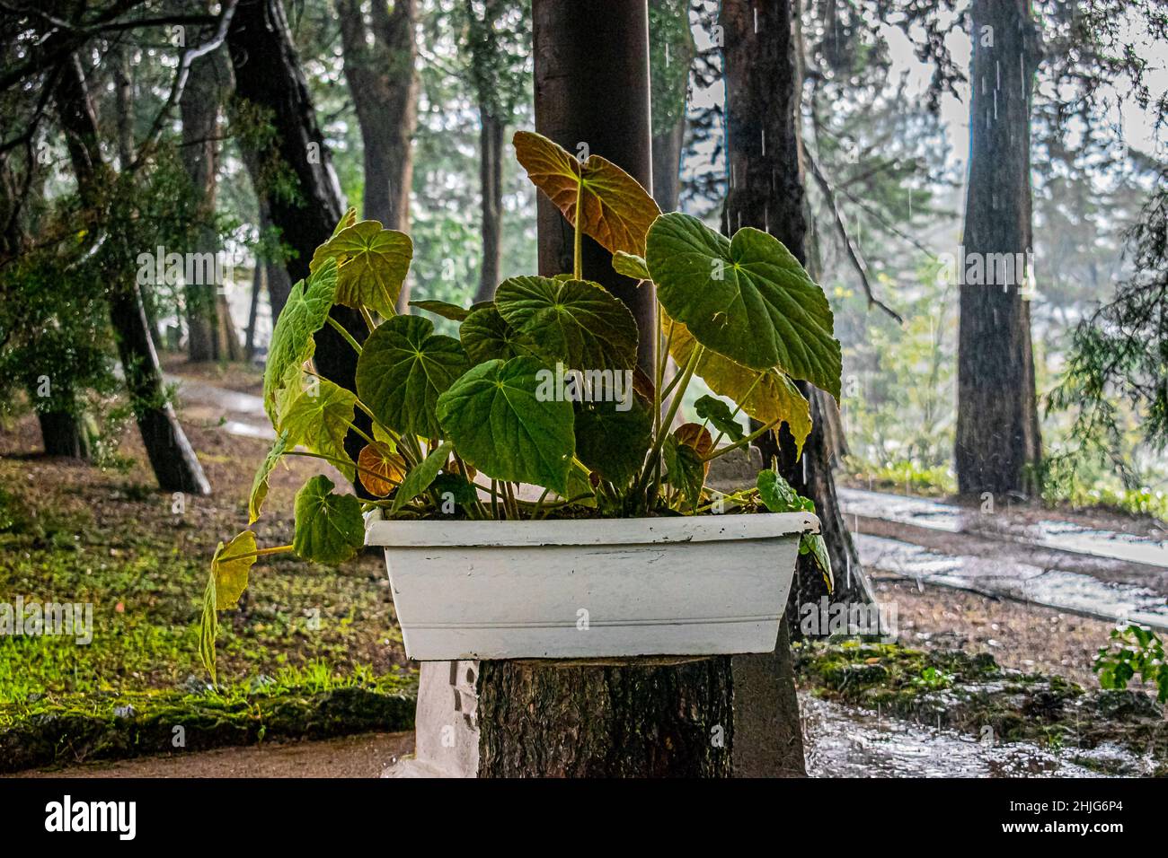 Piante in vaso con foglie grandi nella foresta Foto Stock