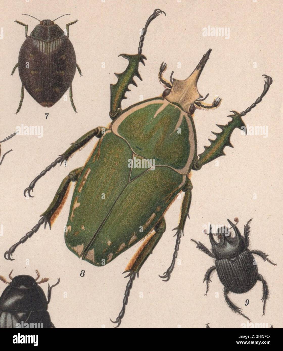 enciclopedia, Brockhaus, Konversations, Lexikon, Auflage, F. A. Brockhaus, Lipsia, conversazioni, Brockhaus Enzyklopädie, coleotteri, beetle, käfer, colorato, illustrazione, edizione 14th, 19th Century, 1894, Anstalt, Georg.-artista, latino, tedesco, inglese, nome, incisione, cromolithografia, Antica, fine, calligrafia, immagine, squisitamente, Disegnato, vivace, fresco, colori, Bug, Arte, grafica, insetto, grafica, vibrante, chiarezza, qualità, scienza, botanica, detailful, Arredamento, Entomologia. Ceratorrhina torquata / Famiglia: Scarabaeidae / Classe: Insecta Foto Stock