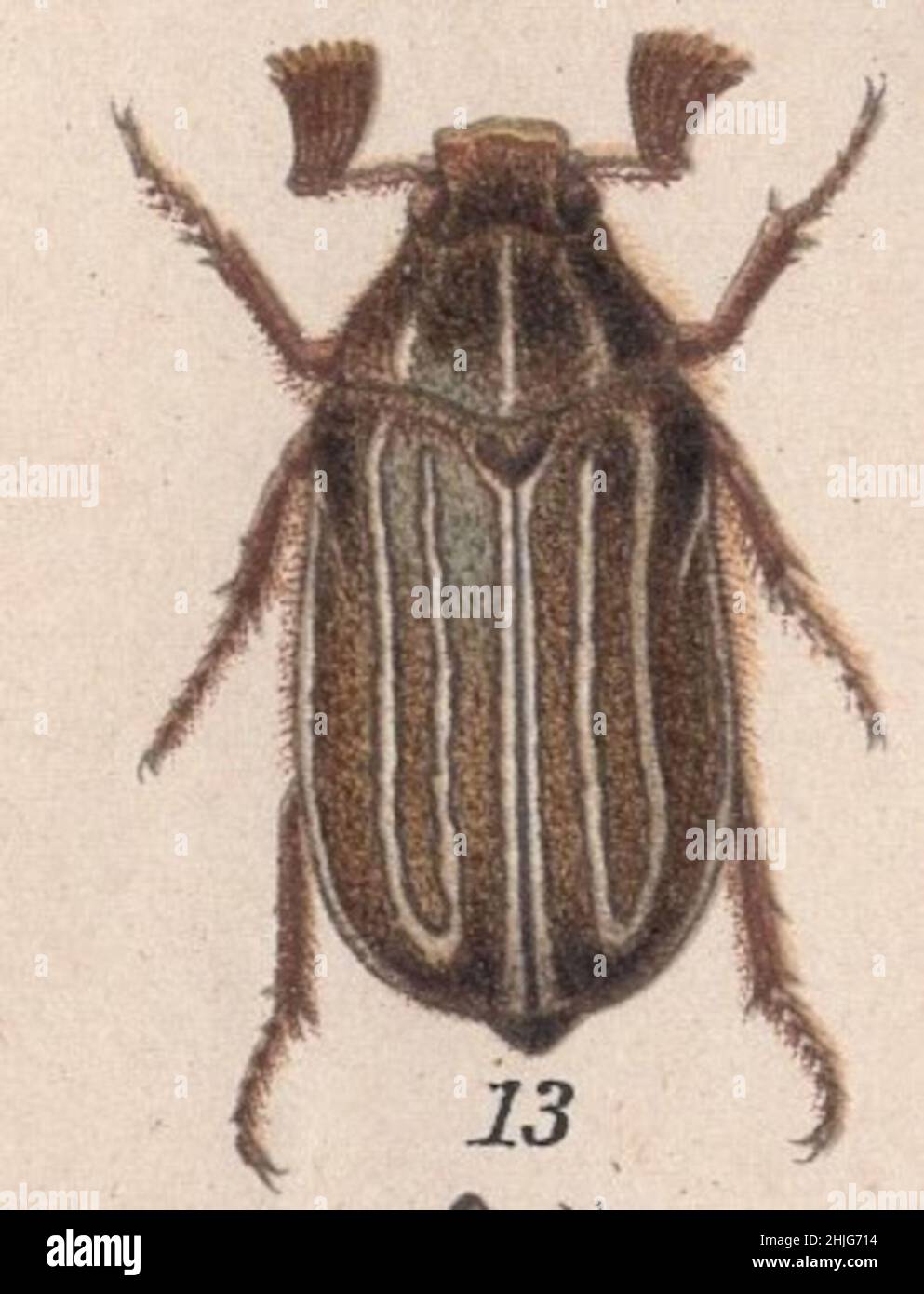 enciclopedia, Brockhaus, Konversations, Lexikon, Auflage, F. A. Brockhaus, Lipsia, conversazioni, Brockhaus Enzyklopädie, coleotteri, beetle, käfer, colorato, illustrazione, edizione 14th, 19th Century, 1894, Anstalt, Georg.-artista, latino, tedesco, inglese, nome, incisione, cromolithografia, Antica, fine, calligrafia, immagine, squisitamente, Disegnato, vivace, fresco, colori, Bug, Arte, grafica, insetto, grafica, vibrante, chiarezza, qualità, scienza, botanica, detailful, Arredamento, Entomologia, Polifilla crinita , Regno: Animalia , Classe: Insecta Foto Stock