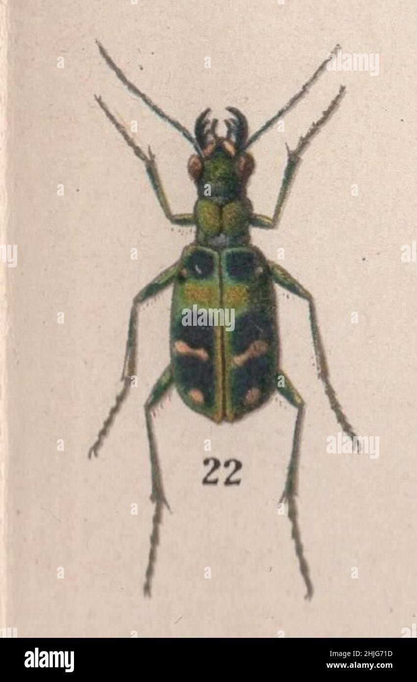 enciclopedia, Brockhaus, Konversations, Lexikon, Auflage, F. A. Brockhaus, Lipsia, conversazioni, Brockhaus Enzyklopädie, coleotteri, beetle, käfer, colorato, illustrazione, edizione 14th, 19th Century, 1894, Anstalt, Georg.-artista, latino, tedesco, inglese, nome, incisione, cromolithografia, Antica, fine, calligrafia, immagine, squisitamente, Disegnato, vivace, fresco, colori, Bug, Arte, grafica, insetto, grafica, vibrante, chiarezza, qualità, scienza, botanica, detailful, Arredamento, Entomologia , Cicindela chinensis / Tiger Beetle cinese , specie di Cicindela Foto Stock