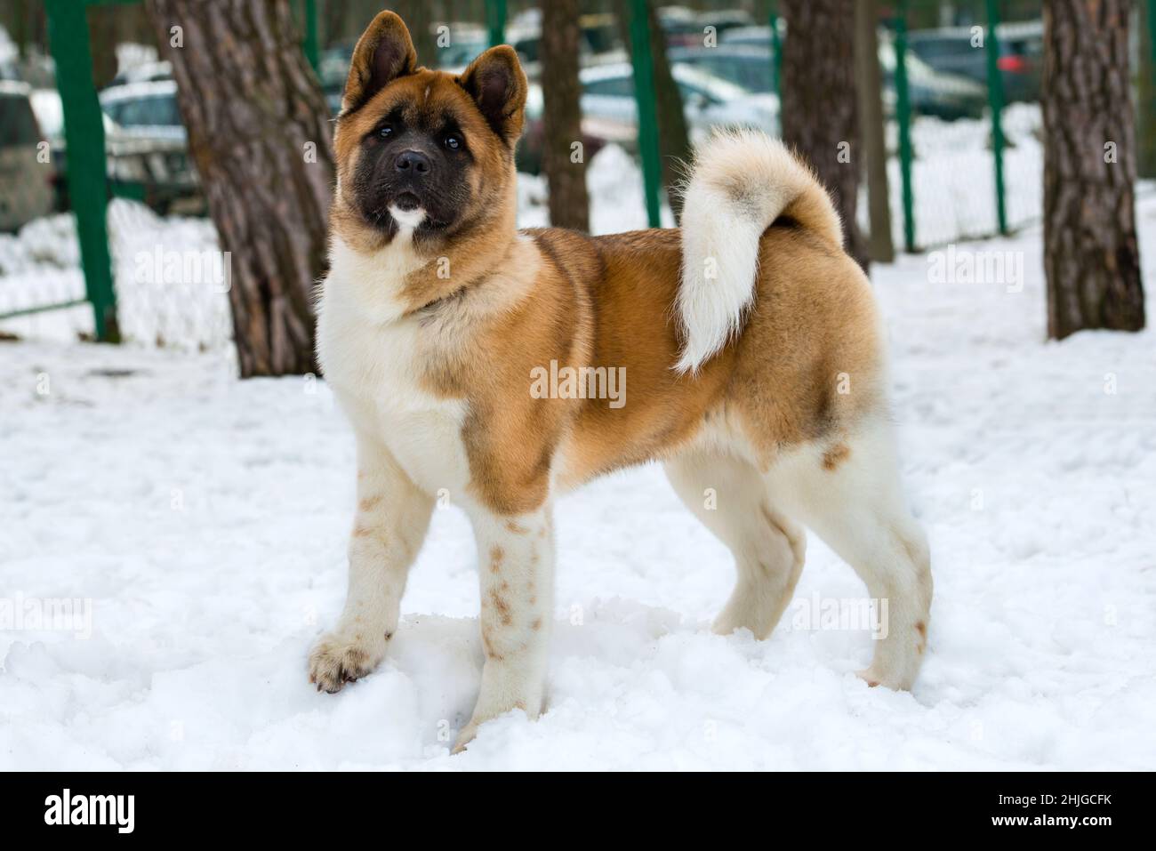 Akita Inu nella neve. Akita Inu cammina nel parco delle nevi. Foto Stock