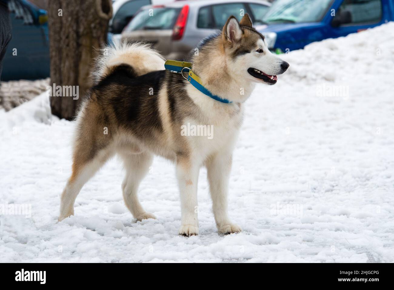 Alaskan Malamute nella neve. Alaskan Malamute passeggiate nel parco neve. Foto Stock