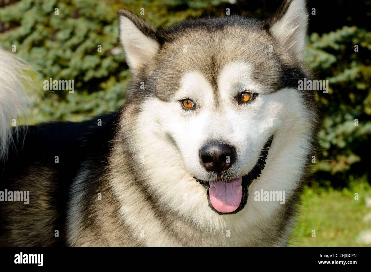 Alaskan Malamute ritratto. L'Alaskan Malamute nel parco della città. Foto Stock
