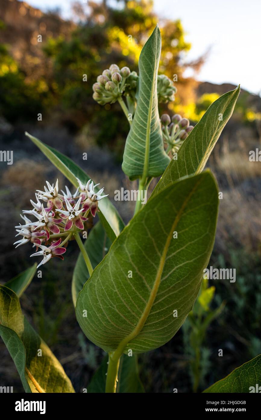 Le alghe di inizio stagione (Asclepias syriaca) iniziano a fiorire vicino al lago Halverson nella contea del Canyon dell'Idaho. Foto Stock