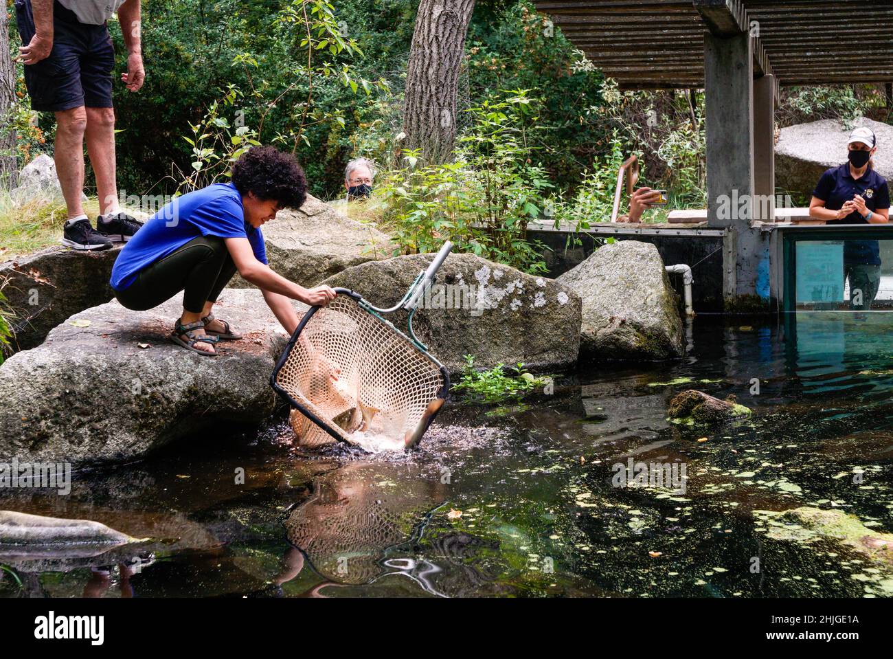 Idaho Fish and Game dipendenti consegnare Wenatchee River Basin Sockeye Salmon al MKNC 'Alpine Lake'; i volontari MKNC sono strumentali nel trasferimento Foto Stock