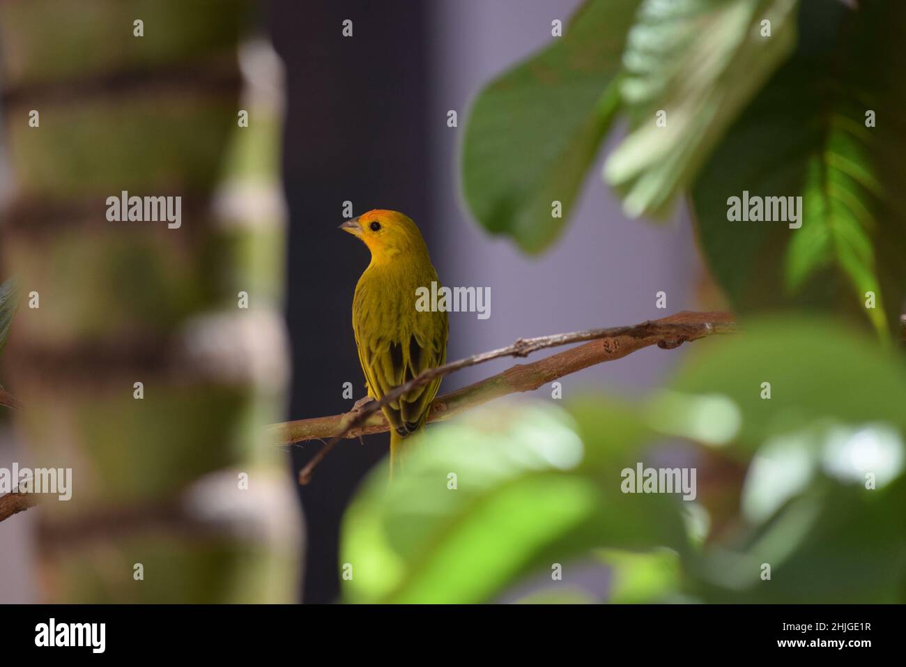 Canarinhos (sicalis flaveola) Foto Stock