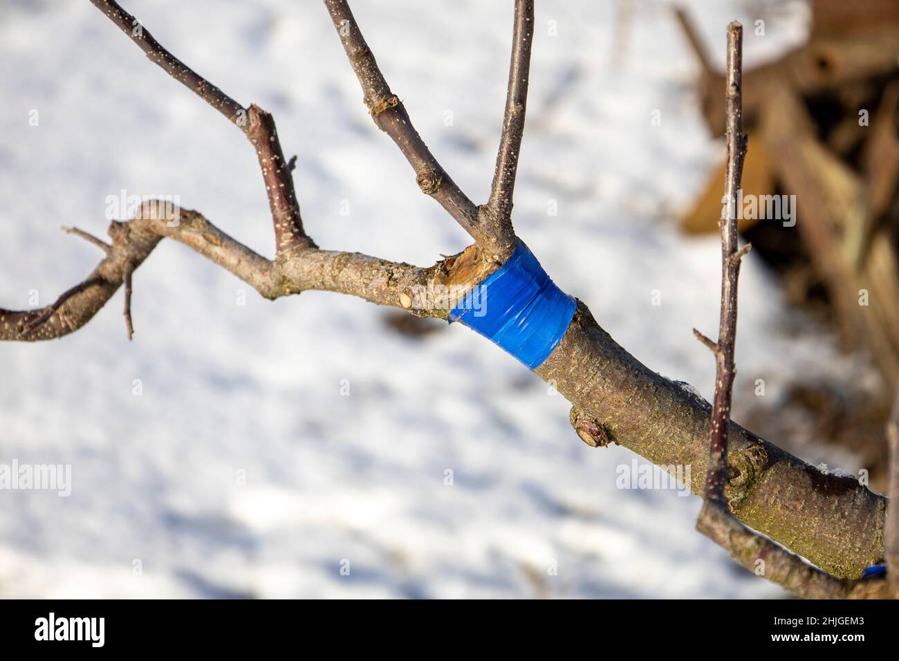 L'albero innestato è avvolto in nastro blu. Foto Stock